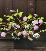 �t�����[�V���b�v �Ԃ̂悵�T