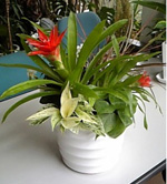 �t�����[�V���b�v �Ԃ̂悵�T